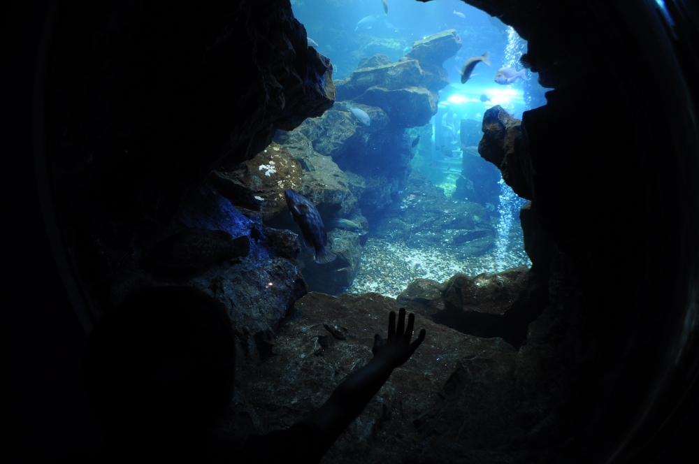 京都水族館10