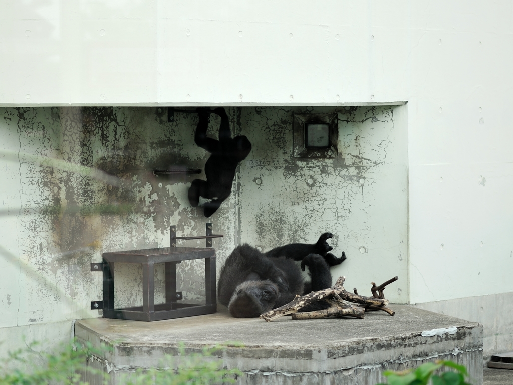 京都市動物園17