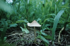 Wild mushroom1