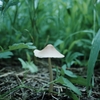 Wild mushroom1