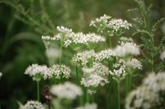 名前がわからない花