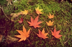 紅葉 Collection