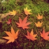 紅葉 Collection