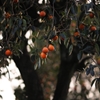 OrangeBomb