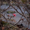 Winter color 25