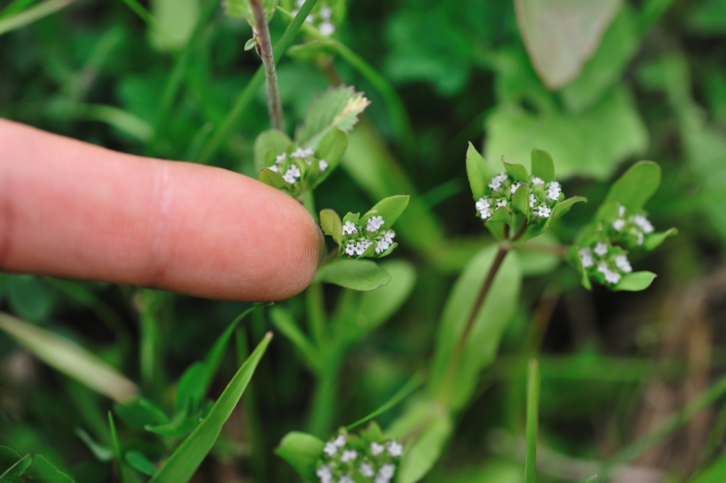 これはなんていう名前の花ですか？