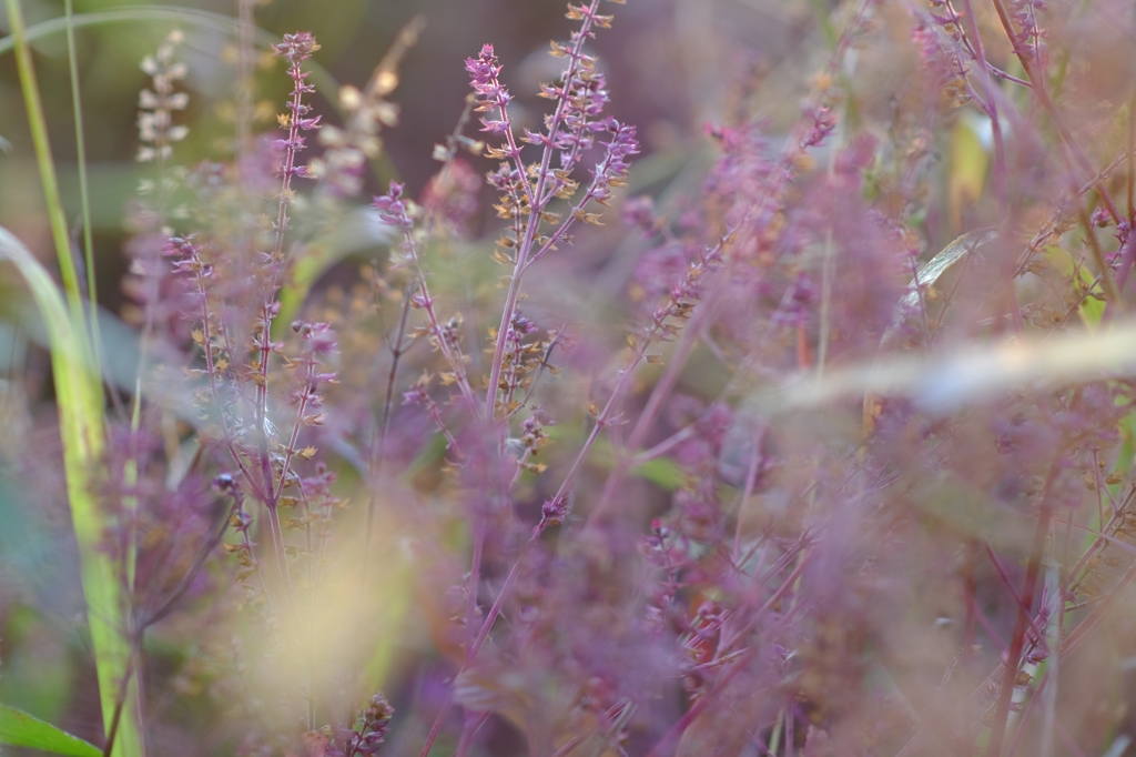 The plant of winter2