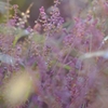The plant of winter2