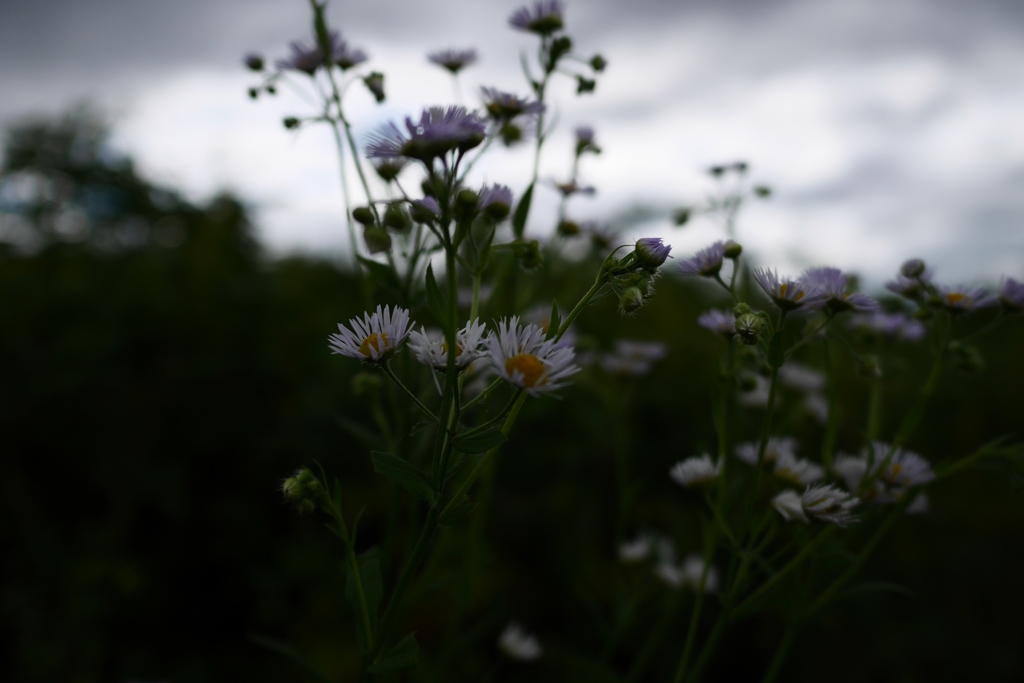 Morning of a cloudy sky2