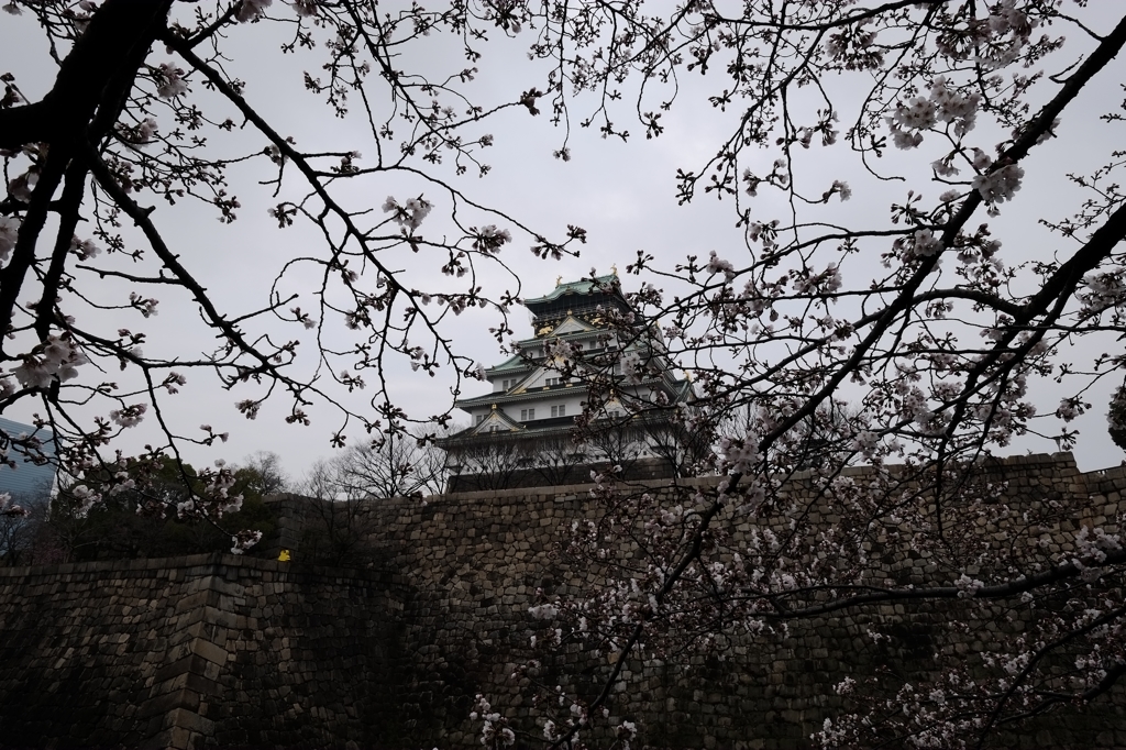 sakura＆大阪城2