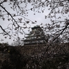 sakura＆大阪城2