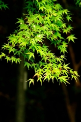 摂津峡5　もみじ
