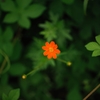 野草らしからぬ