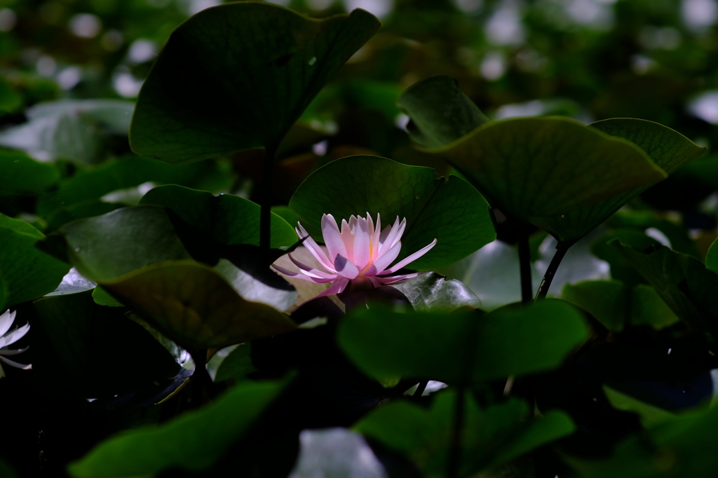 Water lily1