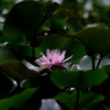 Water lily1