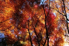 紅彩葉
