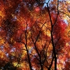 紅彩葉