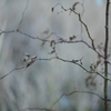 Winter color 15