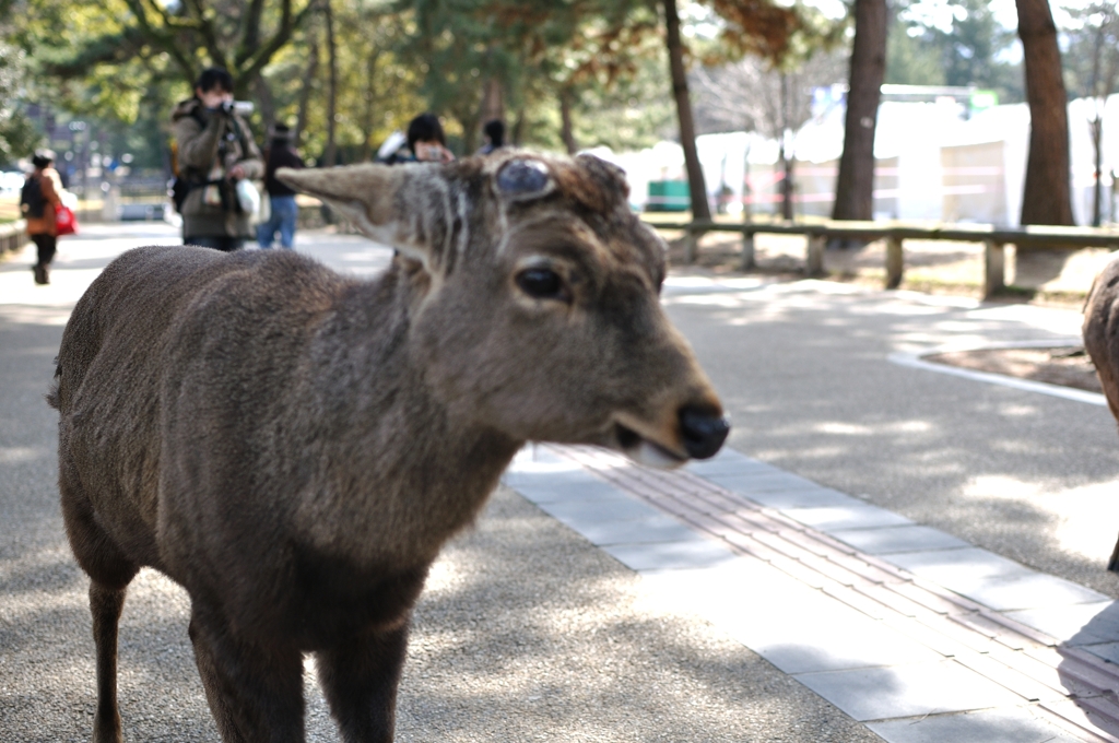 奈良ぶらり1