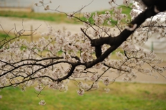 背割り堤　桜2013⑥