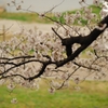 背割り堤　桜2013⑥