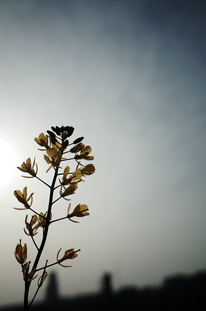 Light in the morning