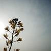 Light in the morning