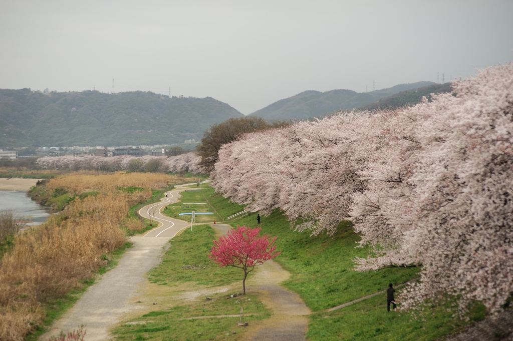 背割り堤　桜2013①