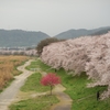背割り堤　桜2013①