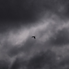 Dark cloud