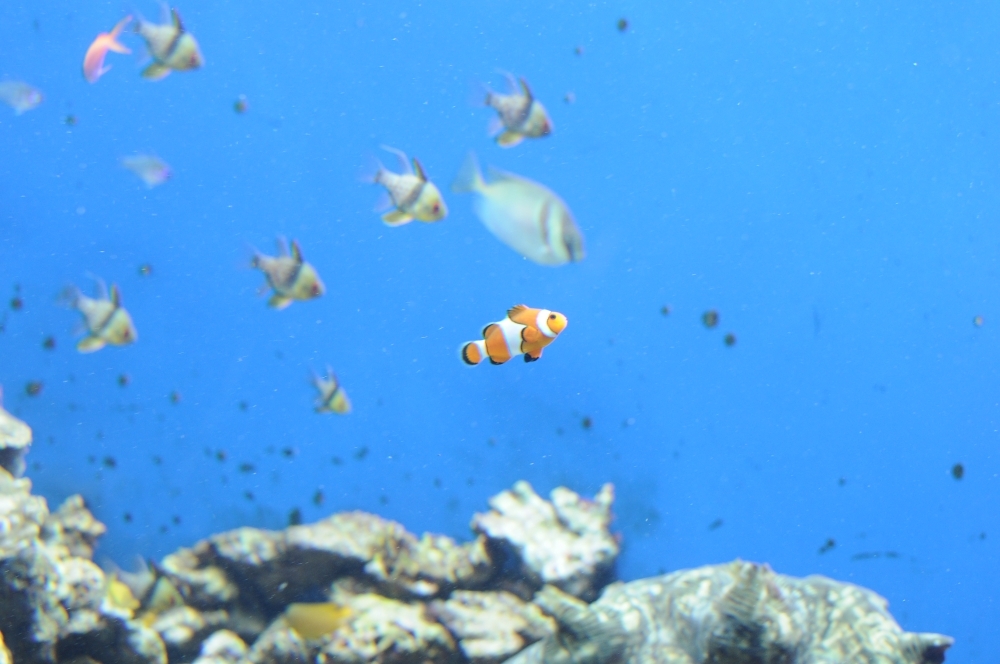 京都水族館16