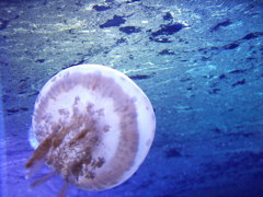 新・江ノ島水族館