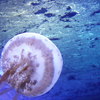 新・江ノ島水族館