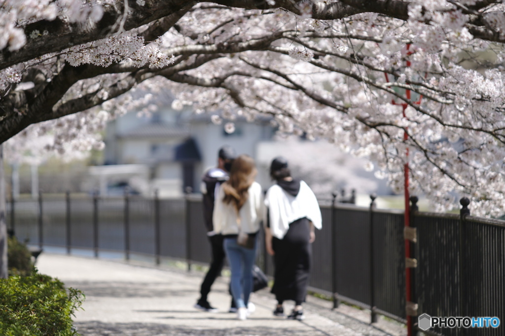 桜の下で