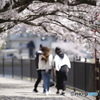 桜の下で