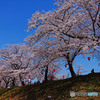 堤防桜