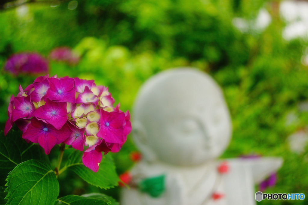 紫陽花地蔵