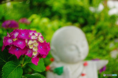 紫陽花地蔵