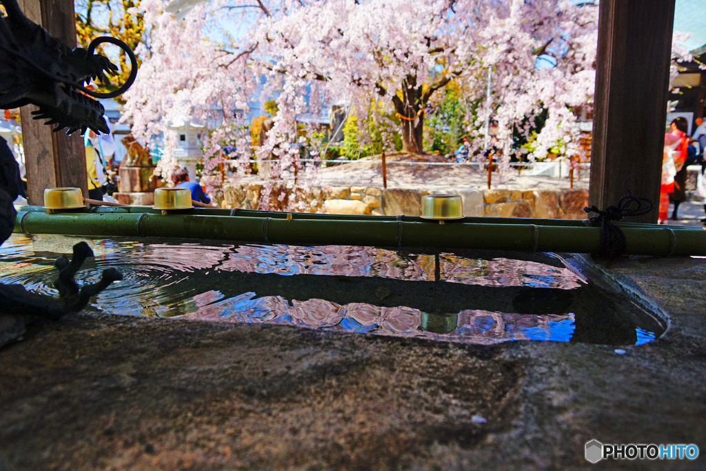 枝垂桜の揺らぎ