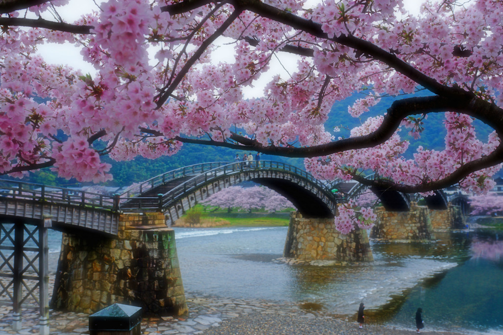 桜と錦帯橋