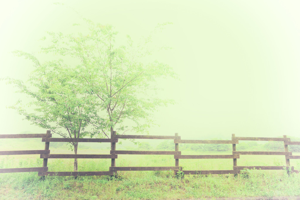雨の思い出