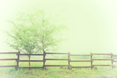 雨の思い出