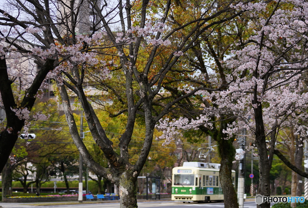 桜トラム-2
