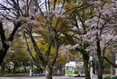 桜トラム-2