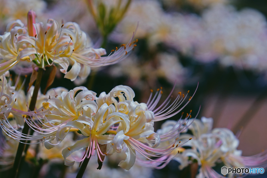 白花曼珠沙華