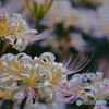 白花曼珠沙華