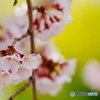 cherry blossom