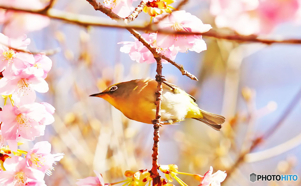 河津桜とメジロ-2