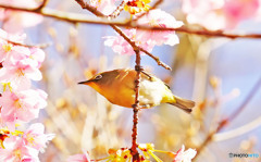 河津桜とメジロ-2