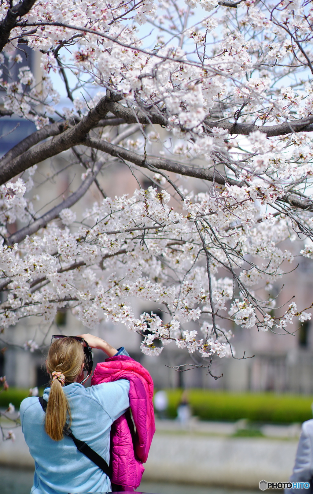 平和公園の桜-1